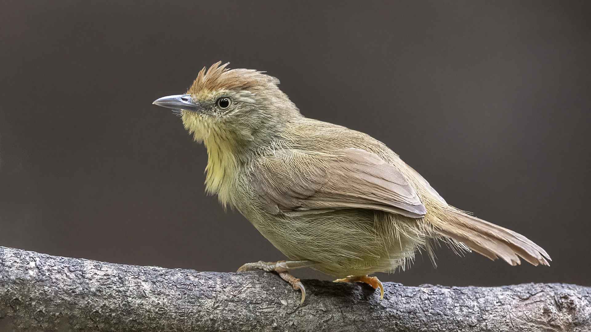 Pin-striped Tit-Babbler
